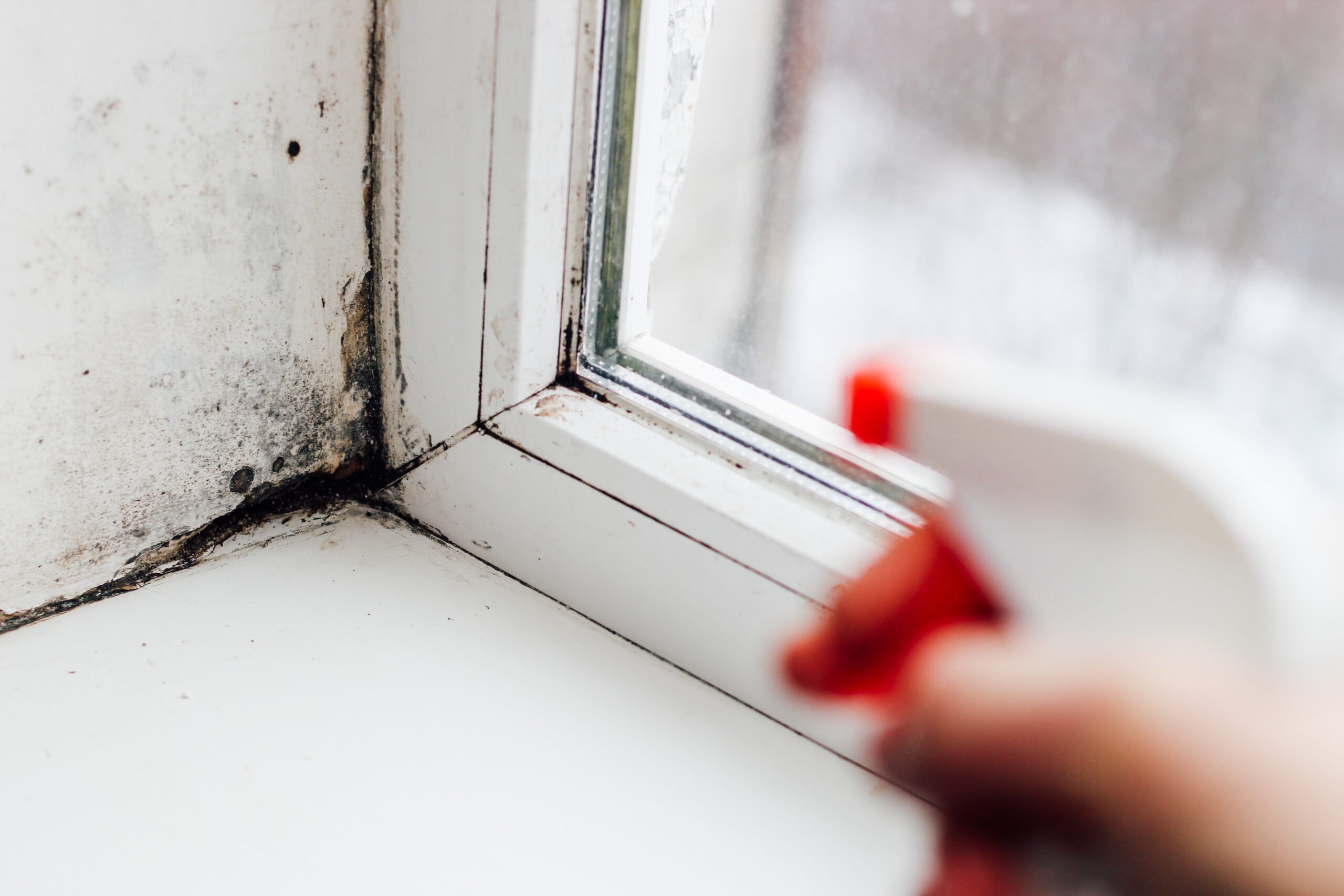 Black mould growth in the corner of a window frame being sprayed with a cleaning solution.